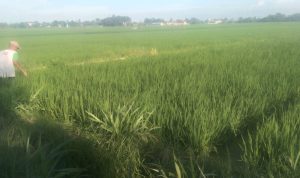 IMG-20240707-WA0133